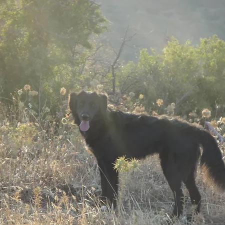 בית הארחה La Jatta
